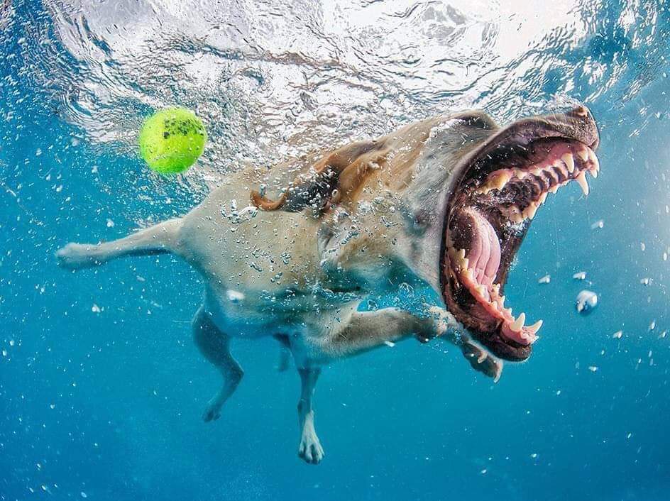 Pet photographer Seth Casteel captures hilarious underwater portraits of dogs as they jump into a swimming pool (11 Pics)