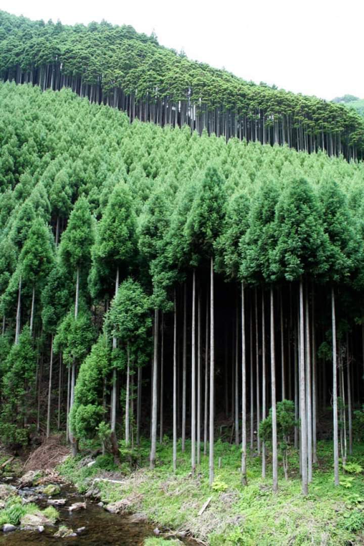 ONE pic - Kitayama Cedar Forest, Kyoto