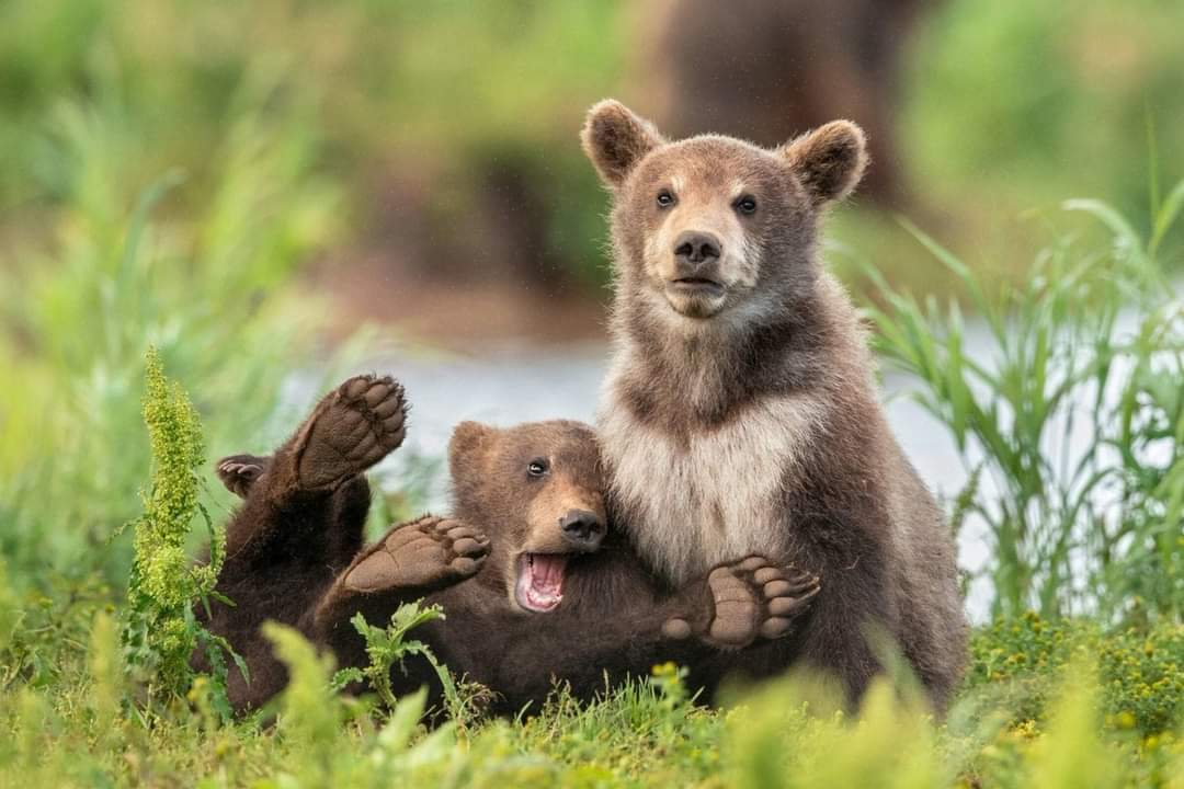 The finalists of the 2020 Comedy Wildlife Photography Awards (30 Pics)