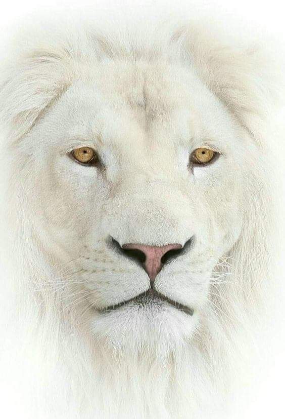 1Pic - Albino Lion