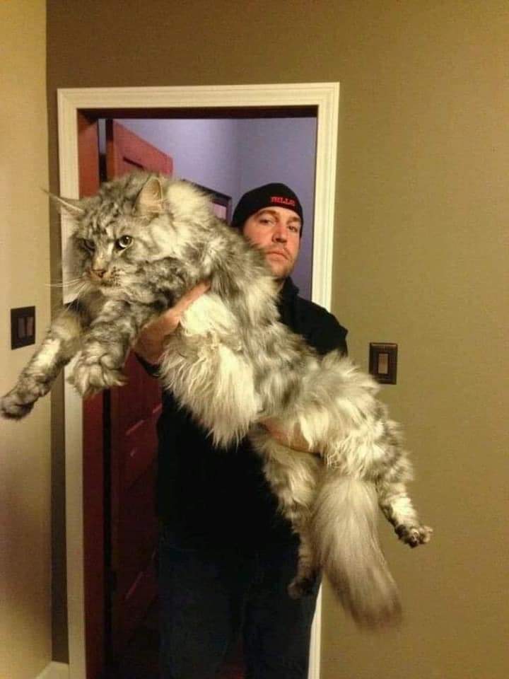 For cat lovers  (14 Pics)