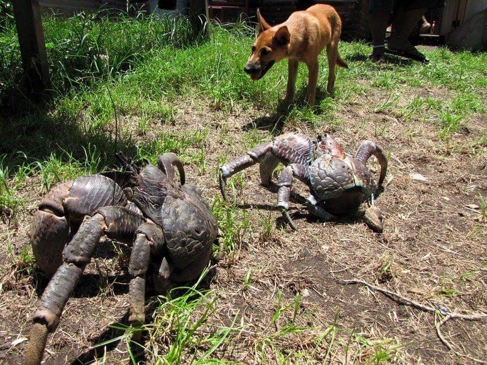 1Pic - Birgus latro, also known as coconut crab, is the largest land-living arthropod in the world