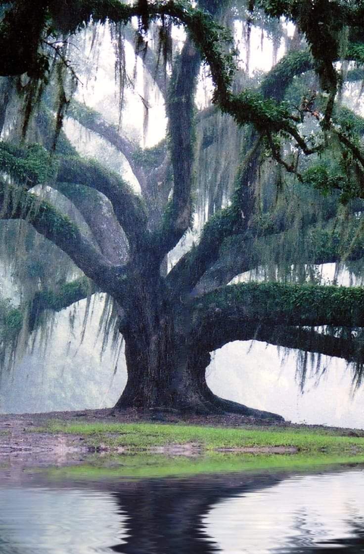 Most Amazing Trees From All Around The World (13 Pics)