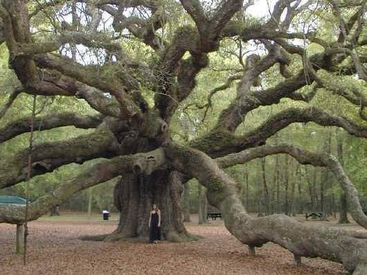 Most Amazing Trees From All Around The World (13 Pics)