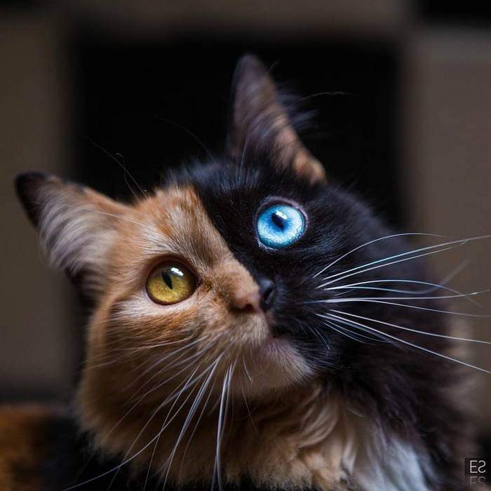 The Cat With 2 Color Eyes (11 Pics)