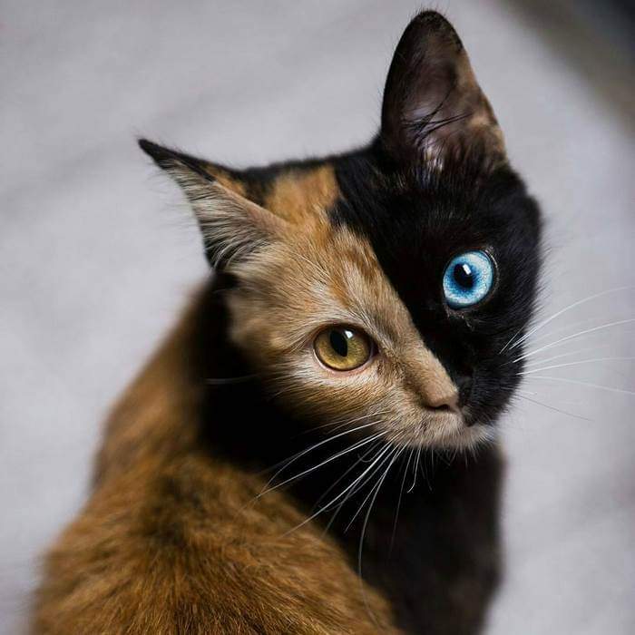 The Cat With 2 Color Eyes (11 Pics)