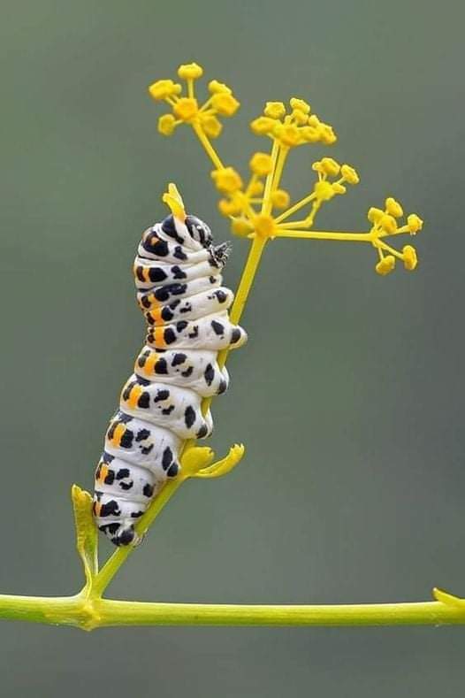 Most Beautifully colored caterpillars! (12 Pics)