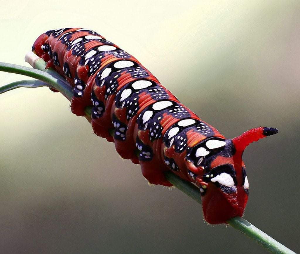 Most Beautifully colored caterpillars! (12 Pics)