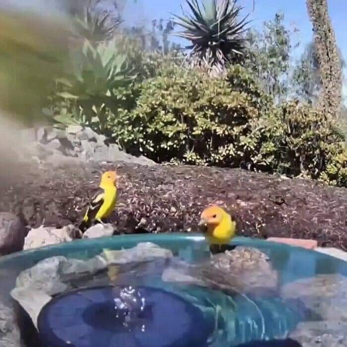 A women by the name of  Jennifer George, placed a water fountain with a camera in her yard, here are stunning photos of the regulars (29 Pics)