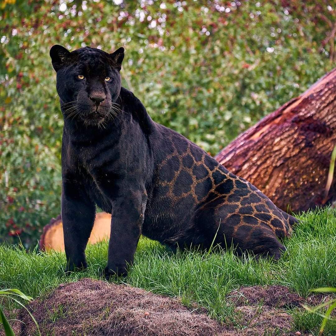 WILDLIFE - The Magnificent Black Jaguar
