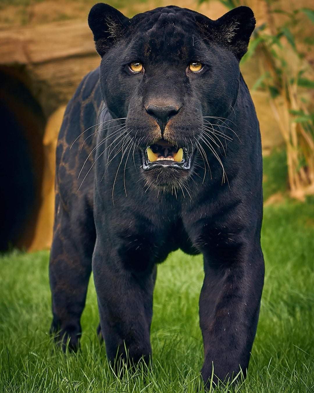WILDLIFE - The Magnificent Black Jaguar