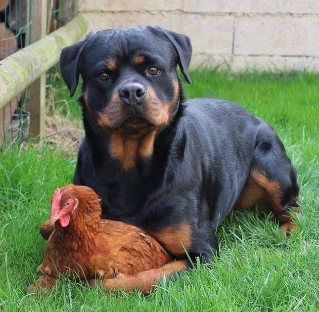 Very Special Animal Friendships (34 Pics)