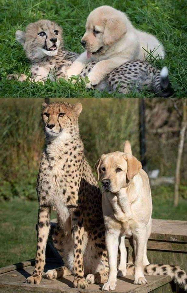 Very Special Animal Friendships (34 Pics)