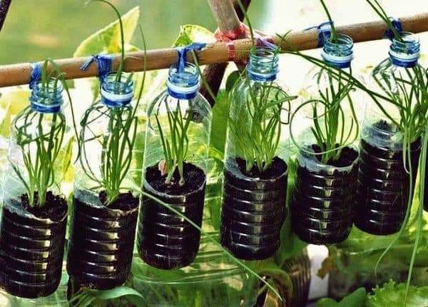Growing plants and flowers in recycled containers (17 Pics)