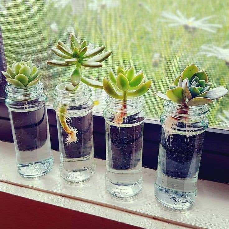 Growing plants and flowers in recycled containers (17 Pics)
