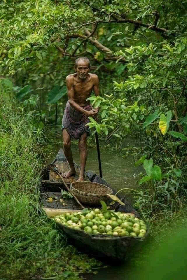 Guava Harvesting in Bangladesh