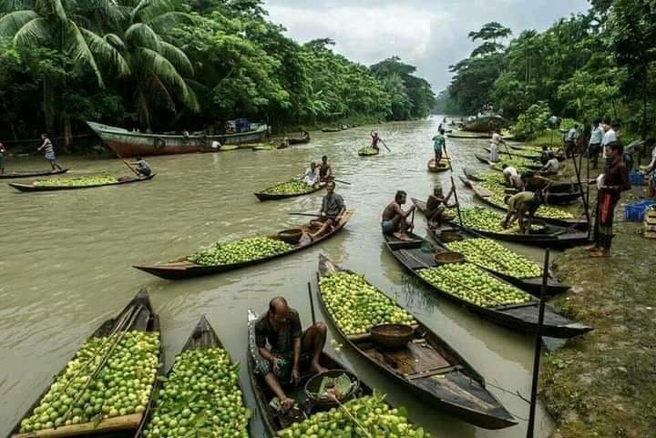 Guava Harvesting in Bangladesh