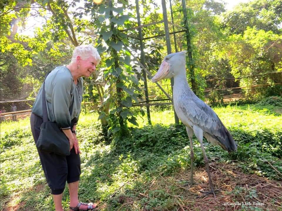 The Shoebill Stork stands at 5 feet tall, with an 8 foot wingspan (10 Pics)