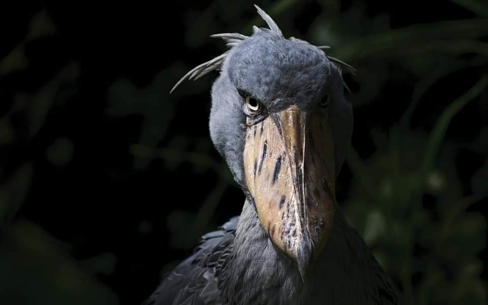 The Shoebill Stork stands at 5 feet tall, with an 8 foot wingspan (10 Pics)