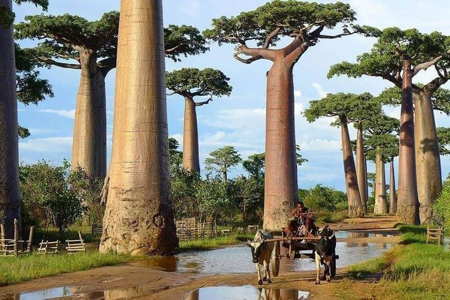 20 Most Mysterious and Weird Trees