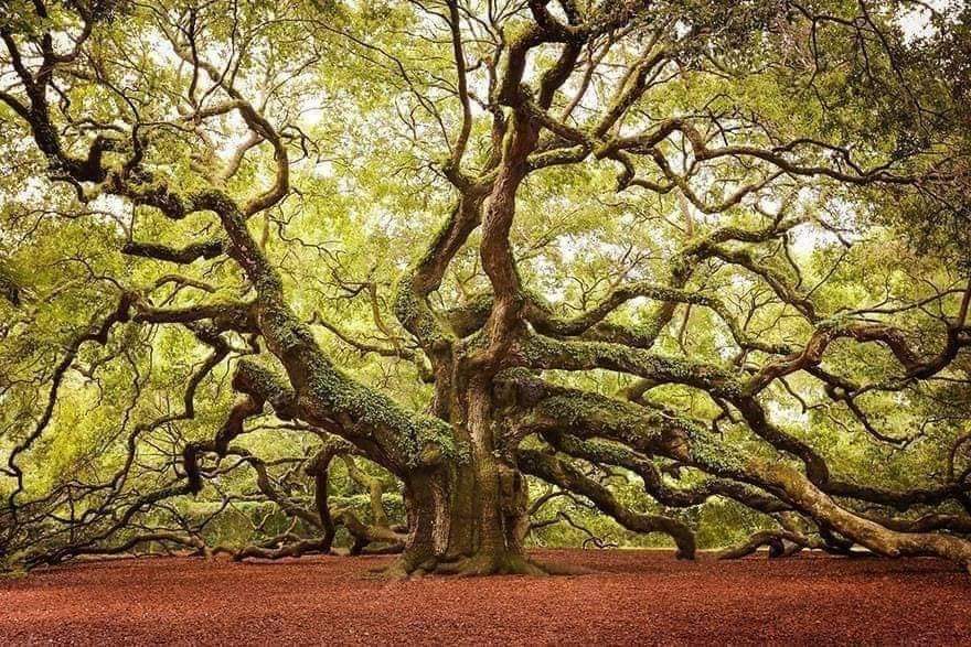 20 Most Mysterious and Weird Trees