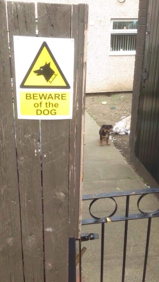 Dangerous Beasts Behind “Beware Of The Dog” Signs (21 Pics)
