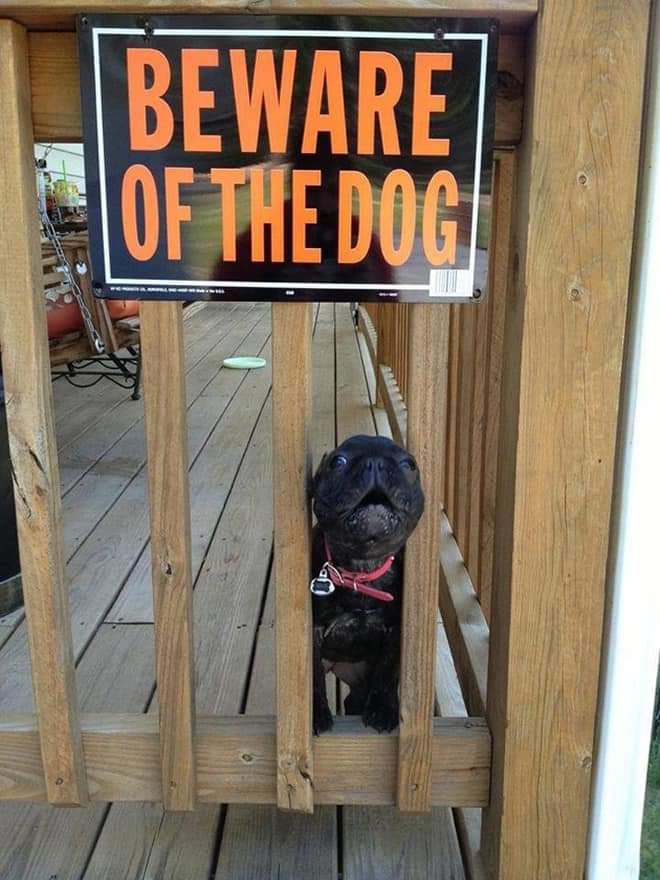 Dangerous Beasts Behind “Beware Of The Dog” Signs (21 Pics)
