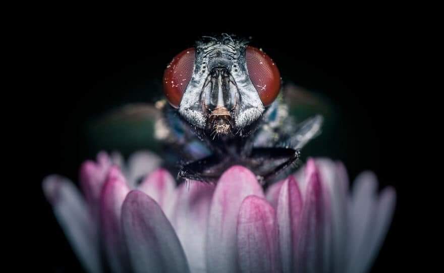 Incredible Macro Shots Of Insects And Wildlife Creatures By Belgium Based Artist Niki Colemont (23 Pics)