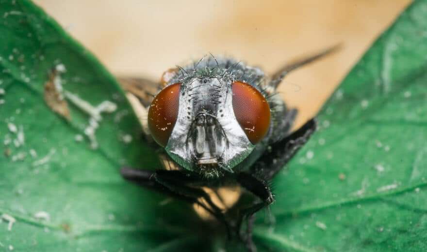Incredible Macro Shots Of Insects And Wildlife Creatures By Belgium Based Artist Niki Colemont (23 Pics)