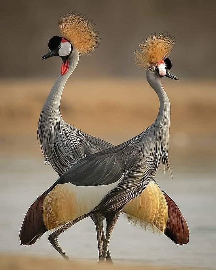 100+ Pictures Of The Most Beautiful and Amazing Birds Of The Earth