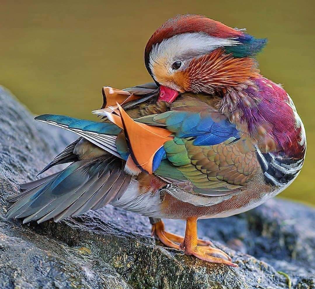 100+ Pictures Of The Most Beautiful and Amazing Birds Of The Earth
