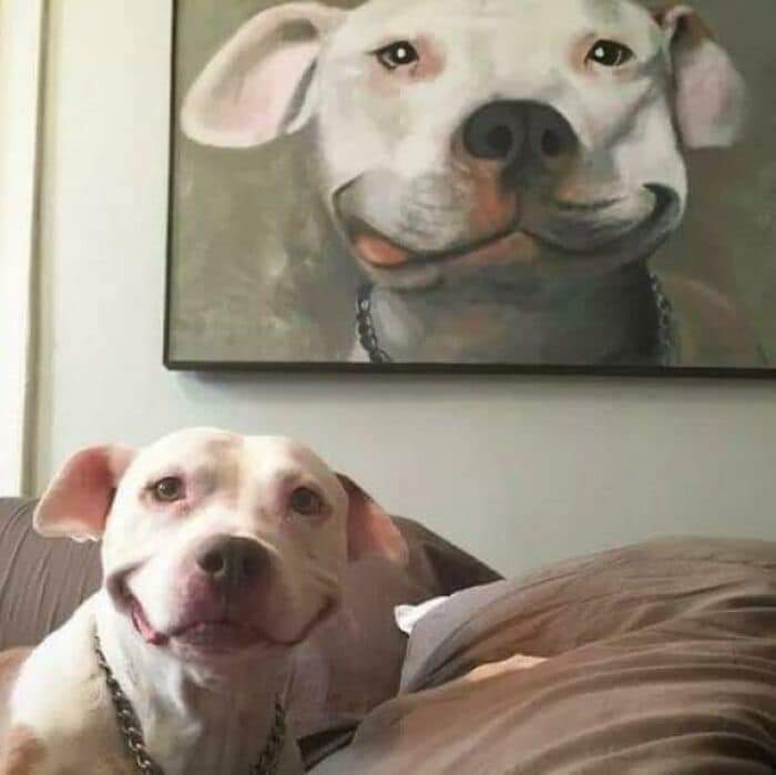 Funny Dogs (30 Pics)