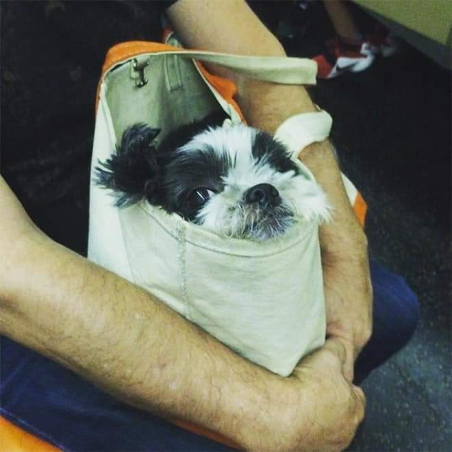 NYC subway has banned dogs unless they fit inside a bag. New York commuters did not disappoint (19 Pics)