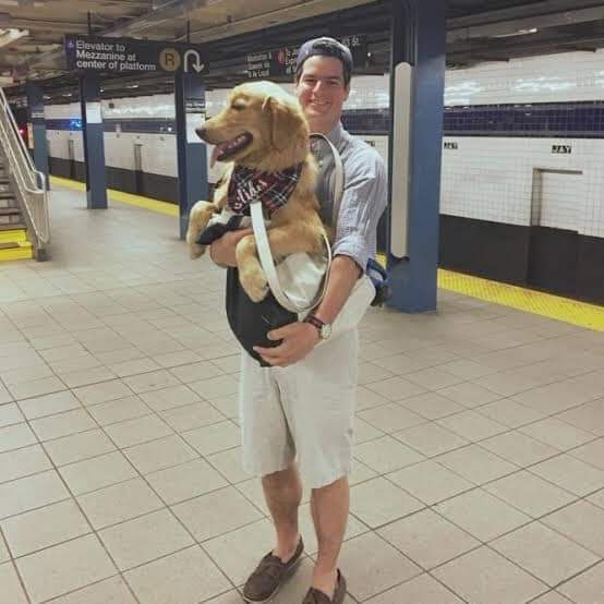 NYC subway has banned dogs unless they fit inside a bag. New York commuters did not disappoint (19 Pics)