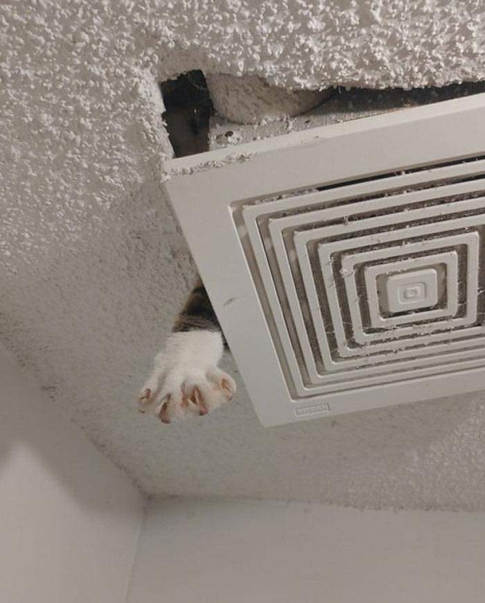 Cat Owners Share The Weirdest Places Their Cats End Up In