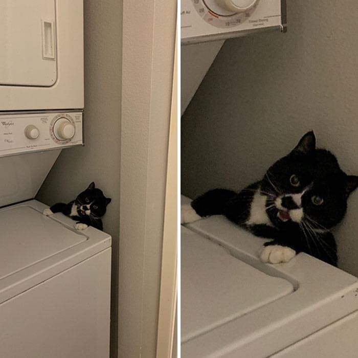 Cat Owners Share The Weirdest Places Their Cats End Up In