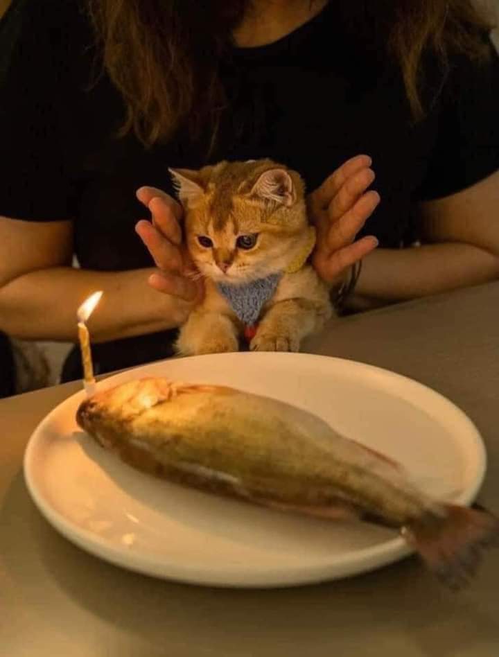 Surprise - Happy Birthday Cutie Cat!