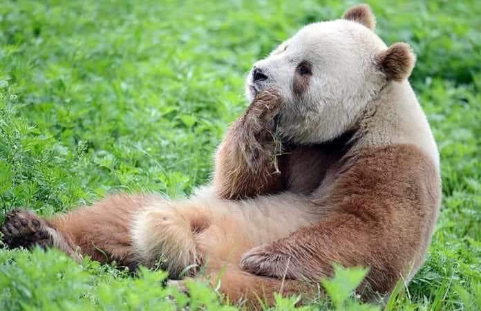 Say Hello To The World’s One And Only Brown Panda, Qizai