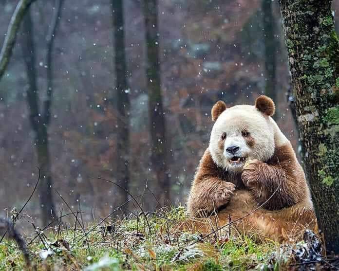 Say Hello To The World’s One And Only Brown Panda, Qizai