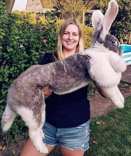 Flemish Giant Rabbit - Considered to be the largest breed of the species