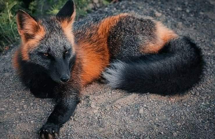 Rare Photos A melanic fox