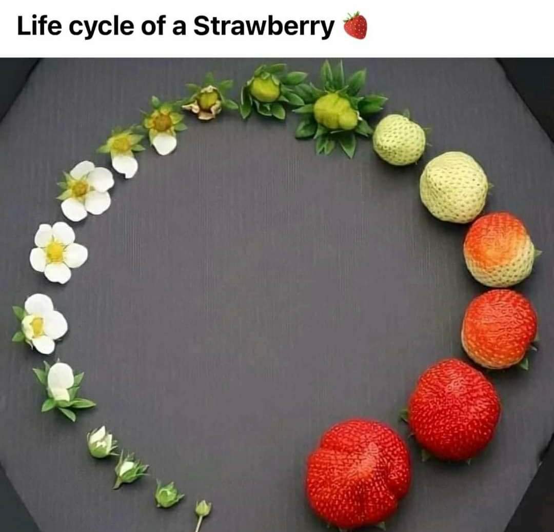 Photo Of The Day  - life cycle of strawberry