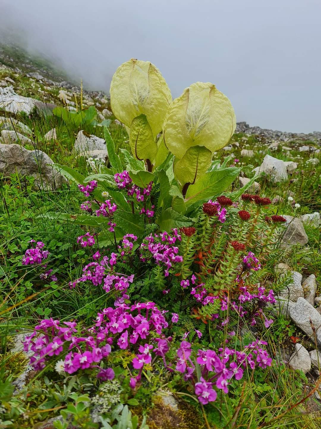 Valley of Flowers National Park in Himalayas