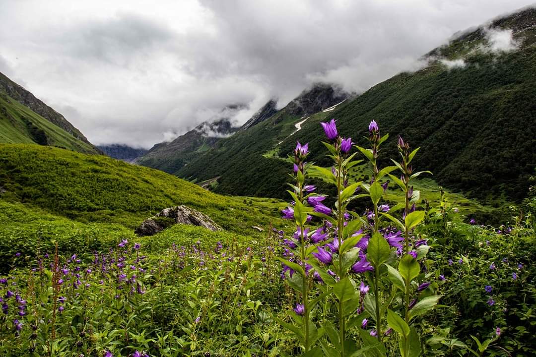 Valley of Flowers National Park in Himalayas