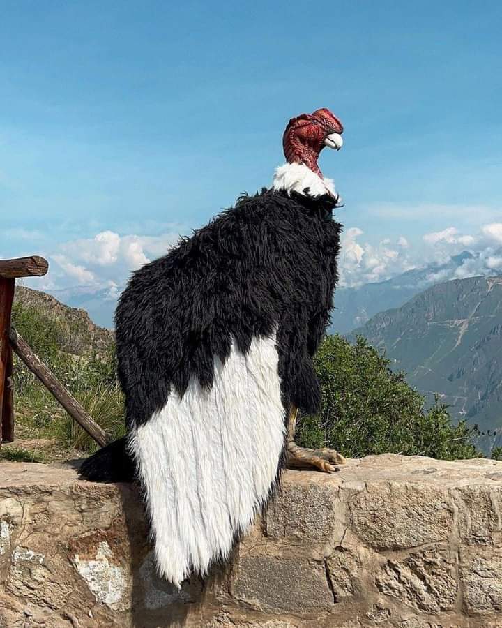 The Andean Condor Colca Canyon, Peru