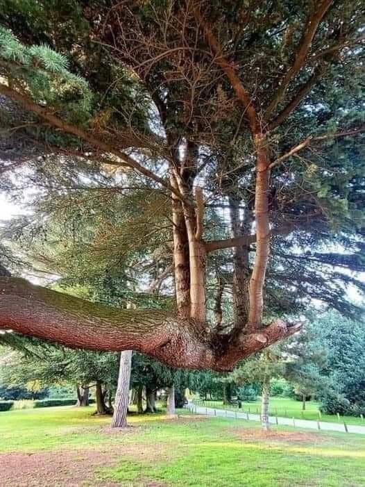 Nature is so resilient - Chantry Park in Ipswich, England