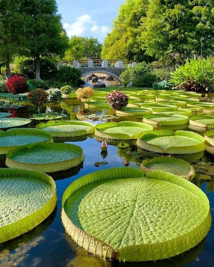 Botanical Garden in Japan