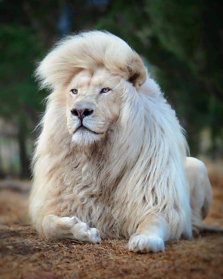Rare White Lion