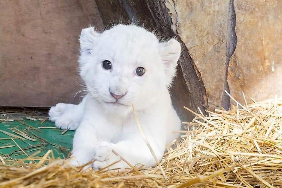 Rare White Lion