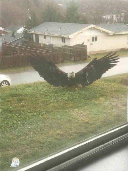 This Giant Eagle was seen in Texas. It's majestic